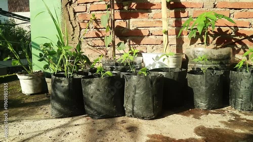 A row of potted plants in black plastic bags on a dirt ground with a brick wall background, promoting sustainability at home with a green activity