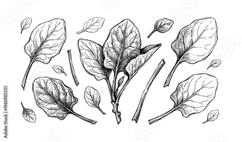 Hand-drawn spinach leaves sketch in black and white illustration
