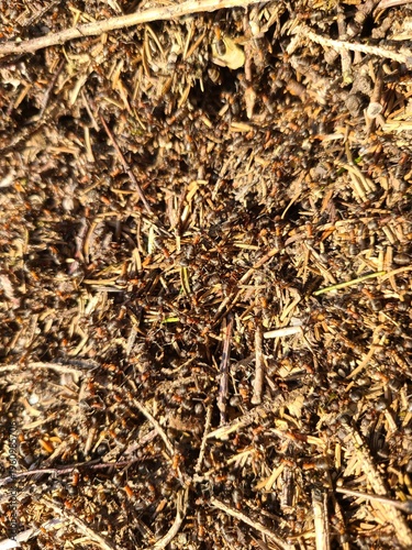 Waldameisen wuseln zu Tausenden im Ameisenhaufen