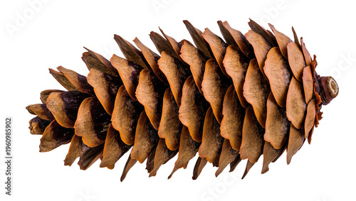 Isolated detailed brown spruce pine cone a natural symbol for fall, winter, and holidays