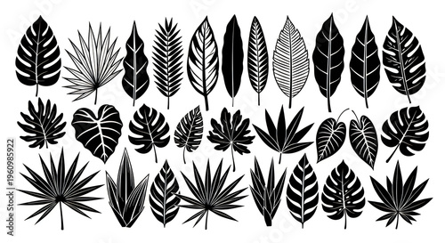 Collection of tropical leaves silhouettes, jungle foliage in black and white vector