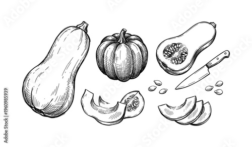 Hand-drawn pumpkin and butternut squash sketch with knife and seeds