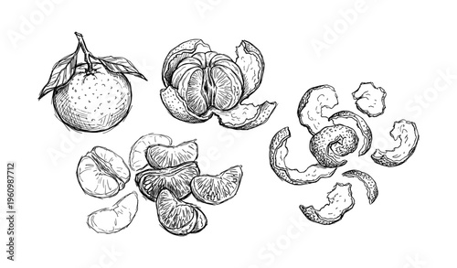 Hand-drawn illustrations of tangerine with peels and segments
