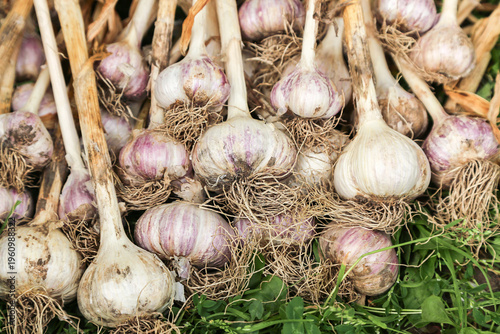Garlic close up background texture. Bunch of fresh raw dirty organic garlic harvest with roots