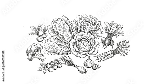 Black and white vegetable illustrations including lettuce, broccoli, radishes, and carrots
