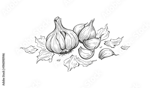Hand-drawn garlic bulbs and cloves sketch with peeling layers