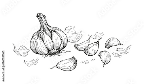 Black and white garlic illustration showing whole bulb and cloves