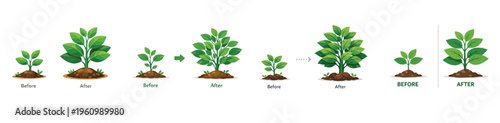 Vector plants that have grown larger, before and after comparison. Vector, flat, illustration, minimalist, icon, icon set