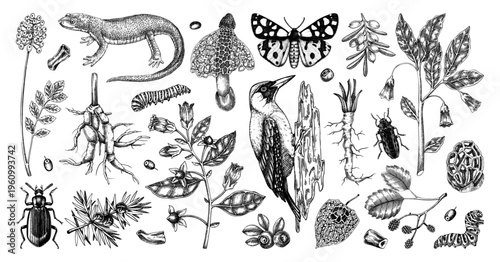 Natural history hand drawn vector illustration set. Vinatge forest plants, insects and birds sketches collection in engraved style. NOT AI generated