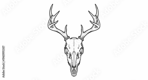 Detailed black and white illustration of a deer skull with large antlers