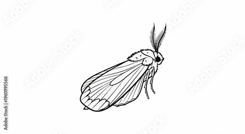 Detailed black and white line drawing of a moth with feathery antennae and patterned wings
