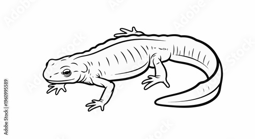 Detailed black and white line drawing of a salamander with striped body