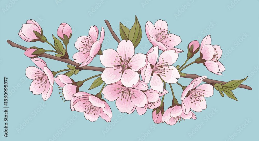 Fototapeta premium Delicate pink cherry blossoms unfurl on a branch against a soft blue background