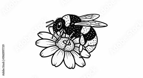 Detailed illustration of a fuzzy bee collecting nectar from a white daisy flower