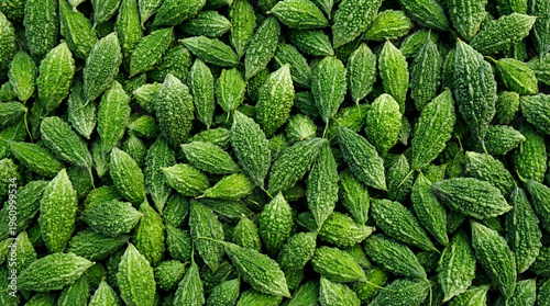 Top view of many freshly harvested, green, unripe, bitter gourds (Momordica charantia).  Food background texture.