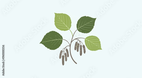 Delicate branch with oval leaves and dangling catkins