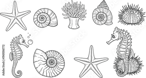 Detailed hand drawn sea creatures set with starfish, seahorses, shells, coral and sea urchins, vintage marine life vector illustration for ocean and nautical designs