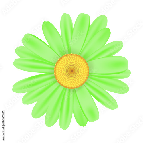 Realistic chamomile daisy flower icon