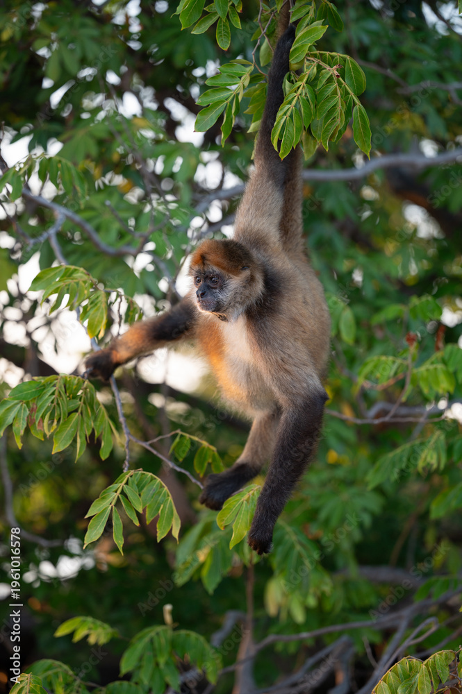 Naklejka premium One monkey hang on tree branch