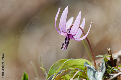 春の妖精 カタクリの花 01 2026