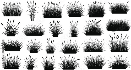 Photos Large collection of black grass and cattail silhouettes featuring various meadow plants and wetland reeds isolated on white background for nature landscape design projects