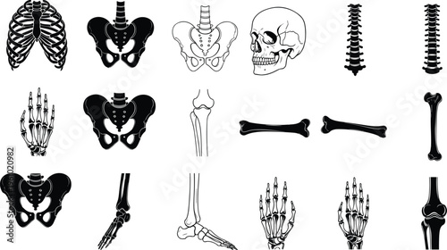 Human skeleton anatomy bones icon set including skull rib cage pelvis spine arm leg hand medical anatomy vector illustration collection