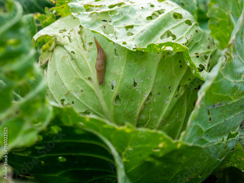 brown slug crawling across green cabbage head featuring numerous holes caused by garden pests and insect damage in summer vegetable patch.