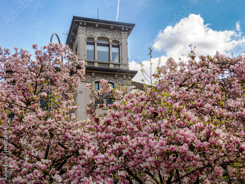 Magnolia flowering plants at Piazza Tommaseo in Milan, Italy