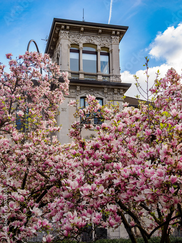 Magnolia flowering plants at Piazza Tommaseo in Milan, Italy