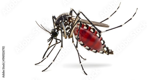 A close up view of a mosquito with distinctive red and black wings and long thin legs on a white background