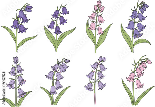 Collection of hand drawn bluebell flower vector illustrations with purple and pink blossoms isolated on white background for spring nature floral graphic design.