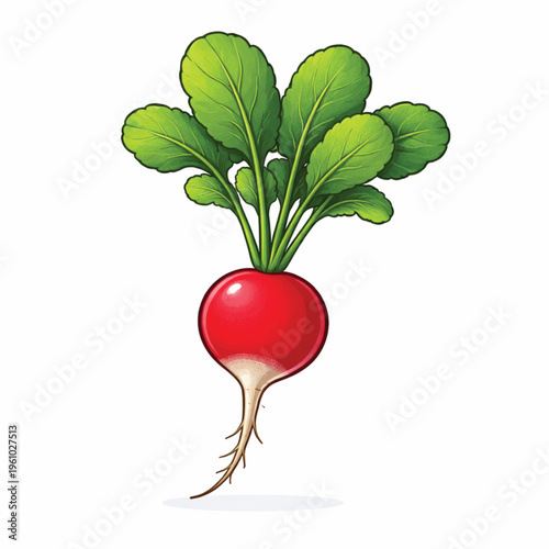 Radish icon white background.eps