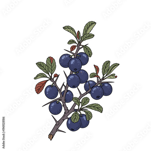 Sloe berries growing on thorny branch with green leaves and dark purple skins. Isolated transparent background ( include cut-out PNG file ).