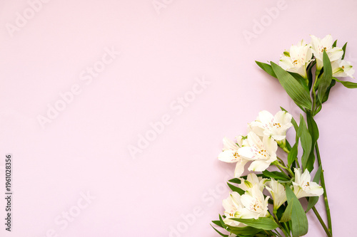 Elegant white alstroemeria flowers on soft pink background with green leaves