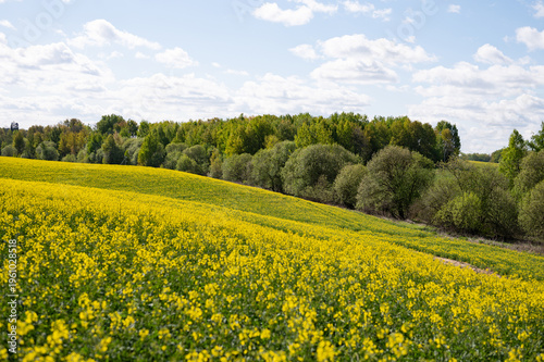 Vibrant yellow field under blue sky with lush green trees in countryside landscape