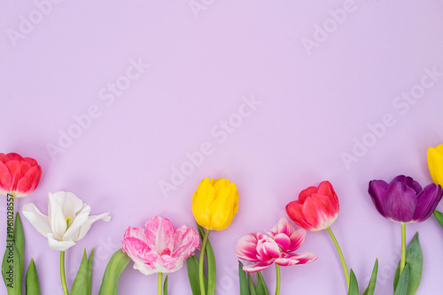 Colorful spring tulips on pastel purple background