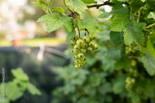 Green unripe currants on vibrant bush in sunlit garden setting
