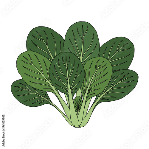 an illustration of a spinach bunch with dark green oval leaves and light stalks.Isolated transparent background ( include cut-out PNG file )
