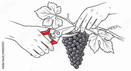 Hands harvesting dark grapes with pruning shears from a vine