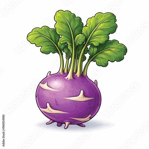Kohlrabi  icon white background .eps