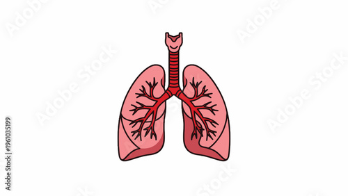 Human Lungs Anatomy Illustration with Trachea and Bronchi