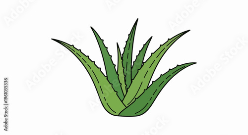 Illustrated aloe vera plant with pointed, green, fleshy leaves