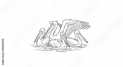 Four pelicans floating on water, one with wings spread