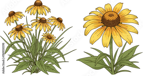 Vintage botanical black-eyed susan vector set, yellow rudbeckia flowers with green leaves, hand drawn garden floral elements for wedding stationery