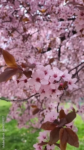Cherry plum tree (Prunus cerasifera)