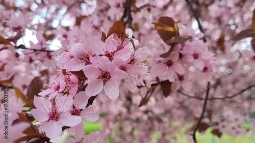 Cherry plum tree (Prunus cerasifera)