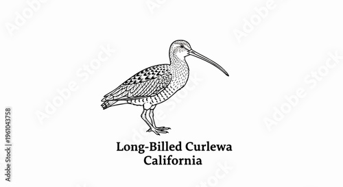 Detailed line drawing of a long-billed curlew bird on a white background