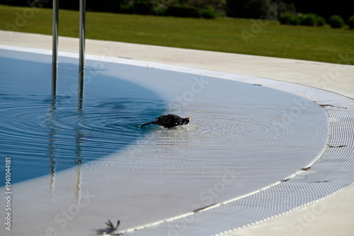 Common blackbird playing joyfully at hotel pool.  Turdus merula playing with water at andalusian hotel pool. Conil, Andalusia, Spain, Europe.