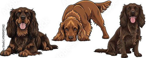 Sussex Spaniel dog sniffing ground lying down sitting happy pose set