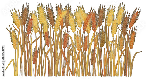 Vibrant Wheat Stalks Illustration with Realistic Texture and Warm Colors